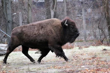 Abwaschbare Fototapete Bison An american bison, Of the two surviving species, the American bison, B. bison, found only in North America, is the more numerous. Although commonly known as a buffalo, here is a bison running 