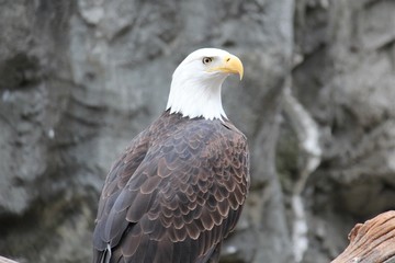 American eagle or bald eagle bird close up the nation American symbol for freedom 