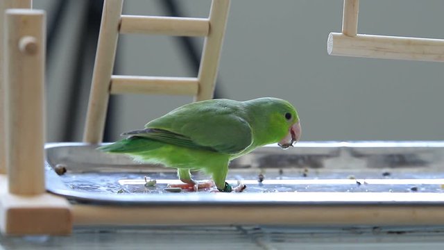 Exotic pet parrot forpus eatting grains