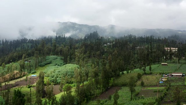 Vegetable fields of East Java mountain village, mist covering landscape