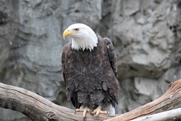american eagle bird close up the nation american symbol for freedom 