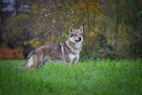 Czechoslovakian wolfdog dog stands on the grass in summer outdoors