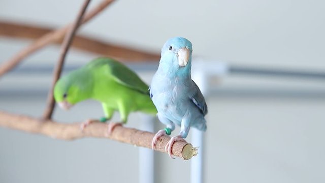 Exotic pet parrot forpus eatting grains