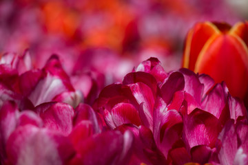 Fototapeta na wymiar Field of pink and red tulips