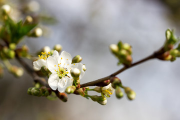 Branches of cherry blossoms against the sky.
