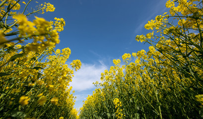 blühendes Rapsfeld