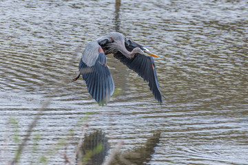 Great Blue Heron bird flying over pond on spring day