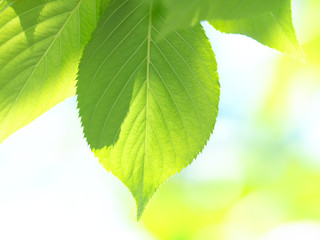 新緑のサクラの葉
