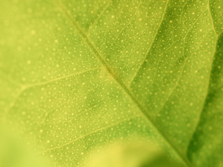 green leaf macro