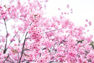 桜　春　Cherry Blossoms
