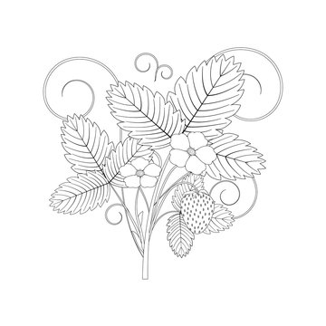Strawberry Bush with berries, flowers and leaves, black outline white background, isolated vector illustration, coloring, design, decoration