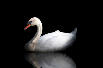 Fototapeta premium Low key white swan with reflection in the water on black background.