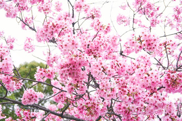 Obraz na płótnie Canvas 桜　春　Cherry Blossoms 
