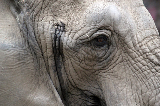 elephant head closeup eye and ears  stock photo