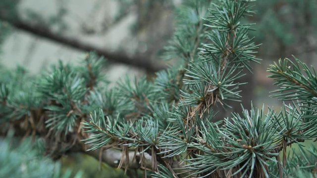 Beautiful scene of pine branch. Close up. Dolly backwards, shallow focus