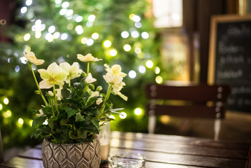 Green leaves and white yellowy flower of helleborus niger on cafe table with blurred christmas lights in background.
