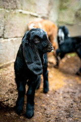 Obraz premium Goat Cubs who eat and play in the pen