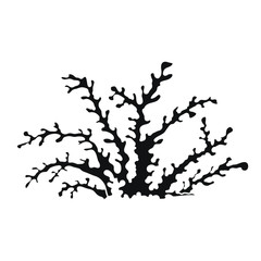  Vector sea coral isolated on white background. Outline vector illustration in doodle style.