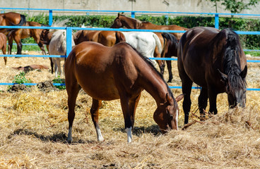 Horses and horses with brown colts graze in a paddock on a Sunny summer day. They eat straw.