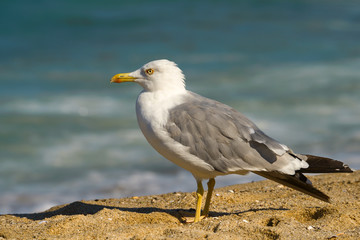 Beautiful Seagull standing on the sandy beach and looking at the blue sea. Summer holiday concept.