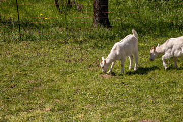 Obraz premium White goats on the meadow