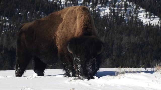 side view of an american bison grazing in snow on a winter's day at yellowstone national park in wyoming, usa