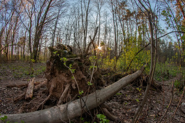 Fototapeta premium Fallen tree in the evening forest and the sun at sunset