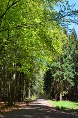 Obraz premium Mischwald im Frühling