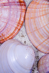 Beautiful colorful seashells.