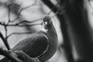 Pigeon on a branch in a tree.