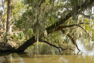 Old tree leaning out over a swamp on a bright and sunny day in rural Louisiana