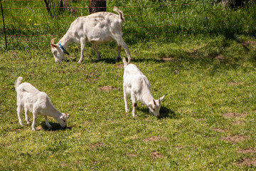 Obraz premium Two small goats in fence, grazing