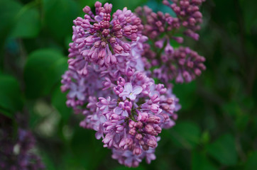Syringa is blooming. Spring flowering bush in spring. Close-up, violet and lilac bloom. May 2020