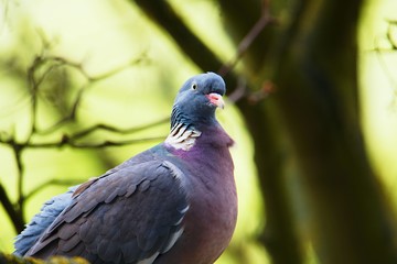 Pigeon on a branch in a tree.