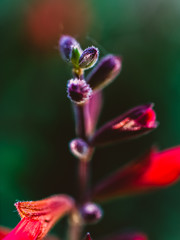 Close up of a flower