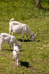 Fototapeta premium A few goats grazing