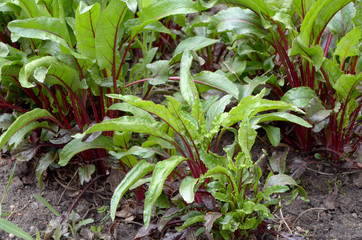 beets growing in the garden bed