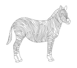 Vector coloring book for children and adults with striped cute zebra. White and black striped horse in the wild. Studying animals, line art, realistic zebra on a white background, isolated one line