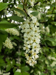 blossoming cherry tree