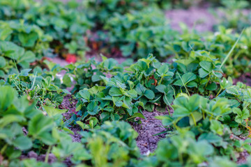 Strawberry bushes on strawberry field in a farm