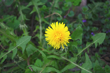 Blowball of Taraxacum plant on long stem. Blowing dandelion clock of white seeds on blurry green plant background of summer meadow. Fluffy texture of white dandelion flower closeup. Fragility concept.
