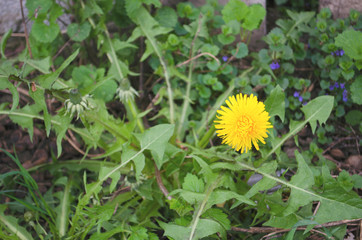 Blowball of Taraxacum plant on long stem. Blowing dandelion clock of white seeds on blurry green plant background of summer meadow. Fluffy texture of white dandelion flower closeup. Fragility concept.