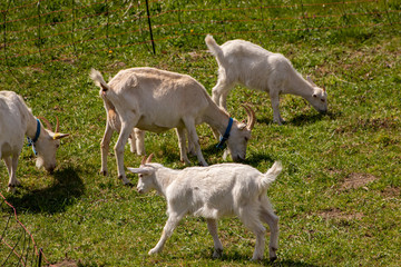 Fototapeta premium A few goats in fence