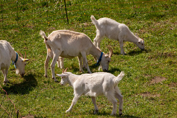 Obraz na płótnie Canvas A few goats in fence