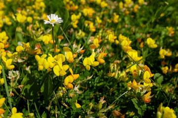 Yellow flowers on the meadow. Green grass. Blooming chamomile. Close-up.