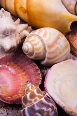 Orange, red and white color shells