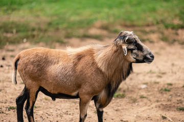 Fototapeta premium wild goat 