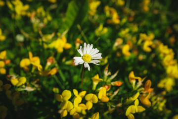 Yellow flowers on the meadow. Green grass. Blooming chamomile. Close-up.