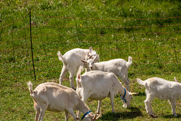 Fototapeta premium A flock of goats in fence