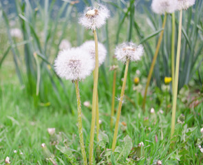 Blowball of Taraxacum plant on long stem. Blowing dandelion clock of white seeds on blurry green plant background of summer meadow. Fluffy texture of white dandelion flower closeup. Fragility concept.